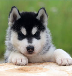 Siberian Husky Nordic Fire