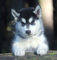 Siberian Husky Nordic Fire