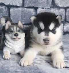 Siberian Husky Nordic Fire