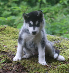 Siberian Husky Nordic Fire