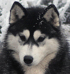 Siberian Husky Nordic Fire