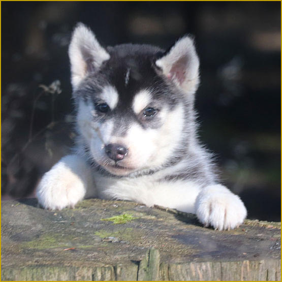 Siberian Husky Nordic Fire