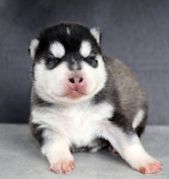 Siberian Husky Nordic Fire