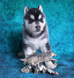 Siberian Husky Nordic Fire