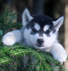 Siberian Husky Nordic Fire