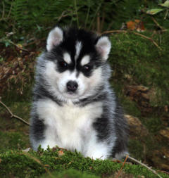 Siberian Husky Nordic Fire