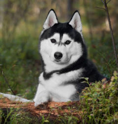 Siberian Husky Nordic Fire