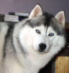 Siberian Husky Nordic Fire