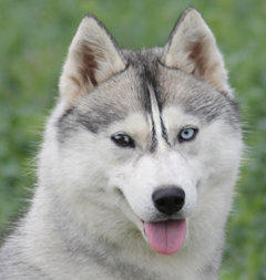 Siberian Husky Nordic Fire