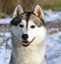 Siberian Husky Nordic Fire