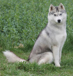 Siberian Husky Nordic Fire