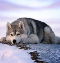 Siberian Husky Nordic Fire