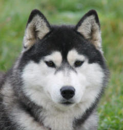 Siberian Husky Nordic Fire