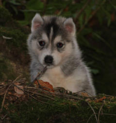 Siberian Husky Nordic Fire