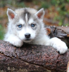 Siberian Husky Nordic Fire