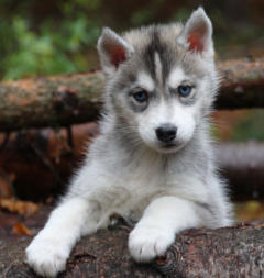 Siberian Husky Nordic Fire