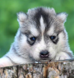 Siberian Husky Nordic Fire