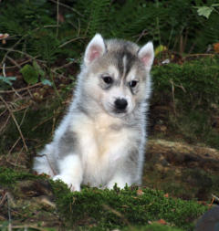 Siberian Husky Nordic Fire