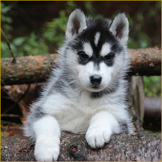 Siberian Husky Nordic Fire