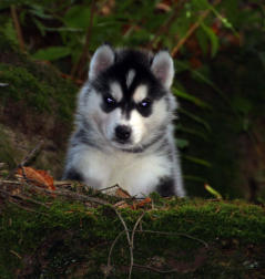 Siberian Husky Nordic Fire