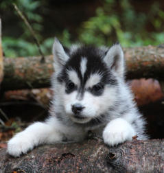 Siberian Husky Nordic Fire