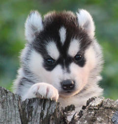 Siberian Husky Nordic Fire