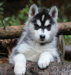 Siberian Husky Nordic Fire