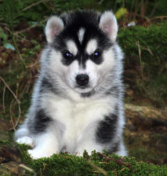 Siberian Husky Nordic Fire