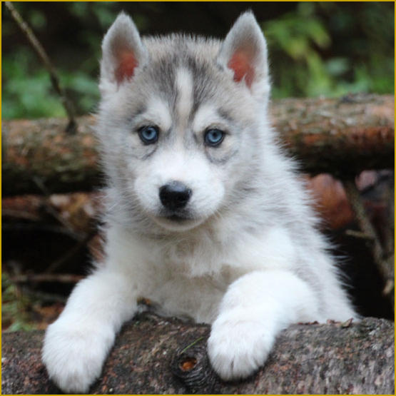 Siberian Husky Nordic Fire