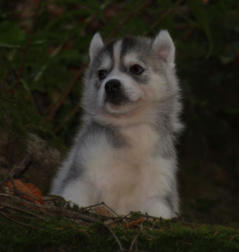 Siberian Husky Nordic Fire