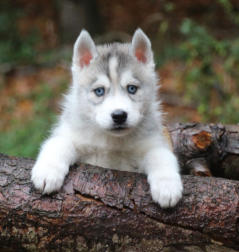 Siberian Husky Nordic Fire