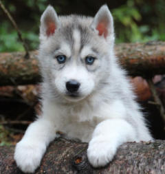 Siberian Husky Nordic Fire