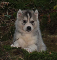 Siberian Husky Nordic Fire