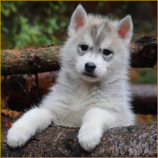 Siberian Husky Nordic Fire