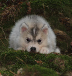 Siberian Husky Nordic Fire