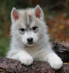 Siberian Husky Nordic Fire