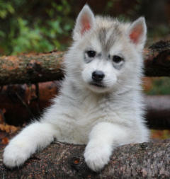 Siberian Husky Nordic Fire