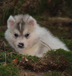 Siberian Husky Nordic Fire