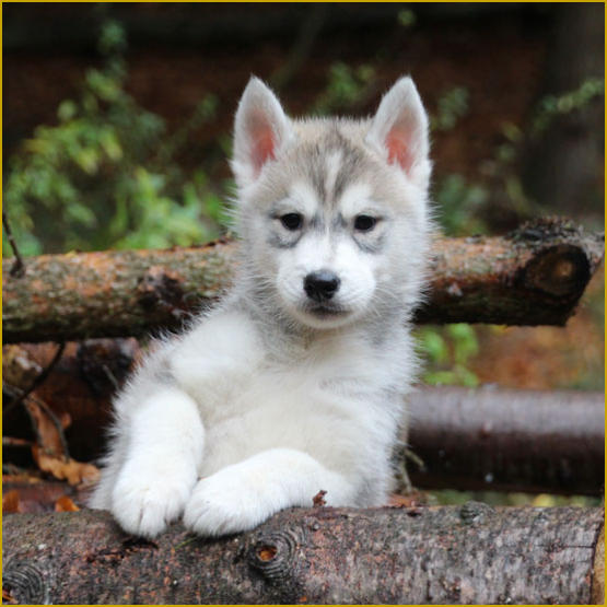 Siberian Husky Nordic Fire