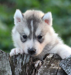 Siberian Husky Nordic Fire