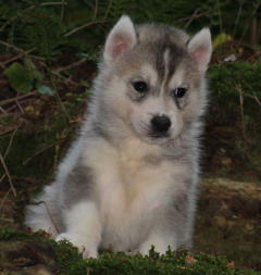 Siberian Husky Nordic Fire