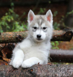 Siberian Husky Nordic Fire