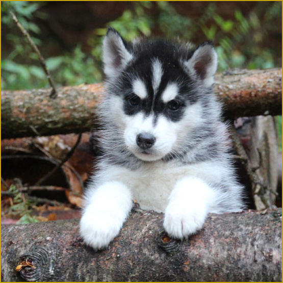 Siberian Husky Nordic Fire