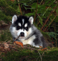 Siberian Husky Nordic Fire