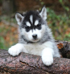 Siberian Husky Nordic Fire