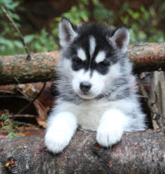 Siberian Husky Nordic Fire