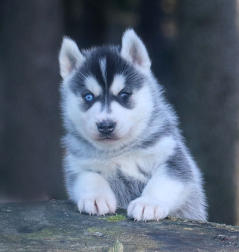 Siberian Husky Nordic Fire