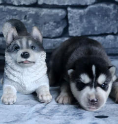 Siberian Husky Nordic Fire