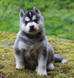 Siberian Husky Nordic Fire