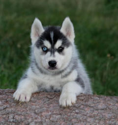 Siberian Husky Nordic Fire